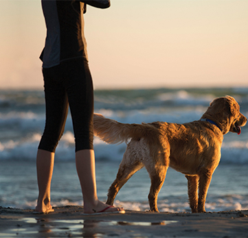 OUTING PROVIDES POSITIVE CHANGES IN YOUR DOG'S ATTITUDE.