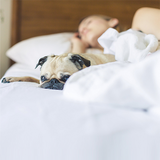 HOW TO CREATE A HEALTHY LIFESTYLE AROUND YOUR DOGS?